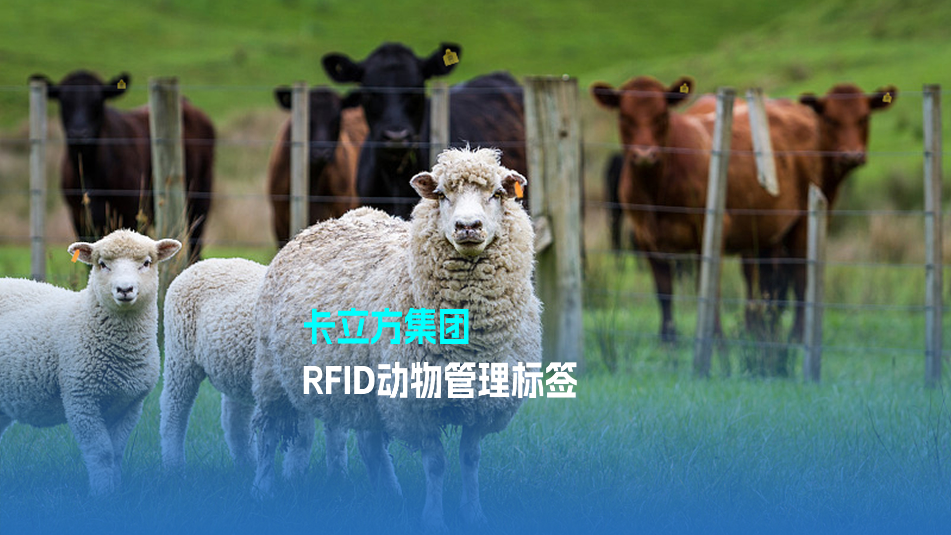 卡立方集團